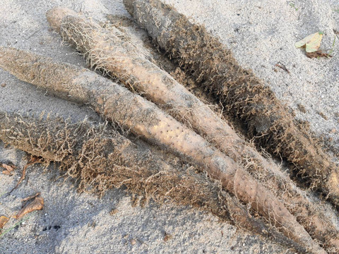 粘り抜群！鳥取県産 ねばりっこ 1kg  （宅急便コンパクト）