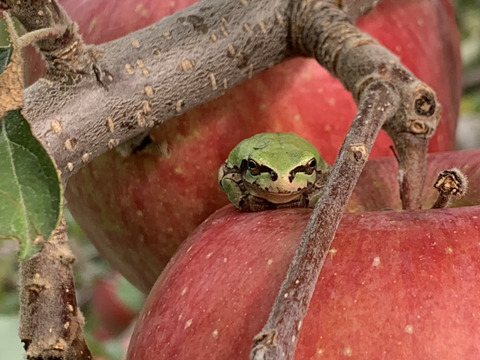 世界中で愛されてます❤️サンふじ10個