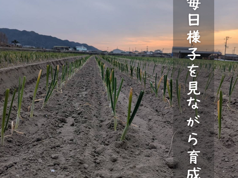 淡路島新玉ねぎ アンサー 10kg｜旨みと甘み、コクが広がる新玉ねぎ