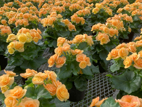 【贈答用】明るいサフランイエローにくつろぎを感じます。エラチオールベゴニア【イエローストーン】4.5寸