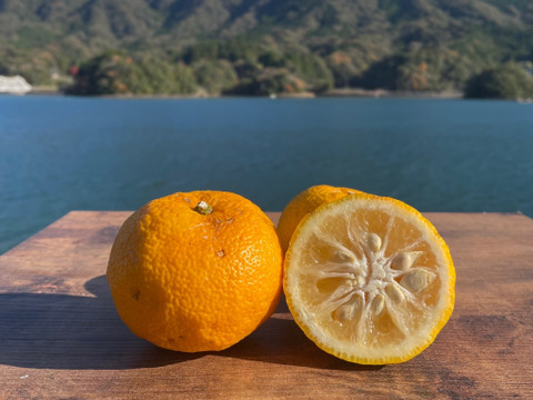 天草の宝石箱！栽培期間中農薬不使用 5種の柑橘セット　箱込み4kg　（河内晩柑、紅河内晩柑、ゆず、ネーブルオレンジ、スイートスプリング）