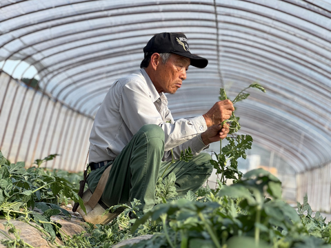 【数量限定】熊本県植木産スイカ！《羅王ザ・スウィート》(Lサイズ7kg)