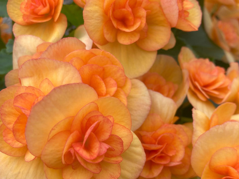 【贈答用】ゴールデンイエローが目を引く男性にも人気品種です。エラチオールベゴニア【レビータ】4.5寸