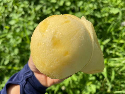 【2024年度予約スタート】ご家庭用・とろける果肉とたっぷりの果汁の岡山の白桃・白鳳（1.5㎏箱）