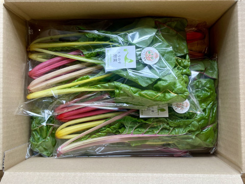 カラフルほうれん草スイスチャード4袋×120g  農薬・化学肥料不使用