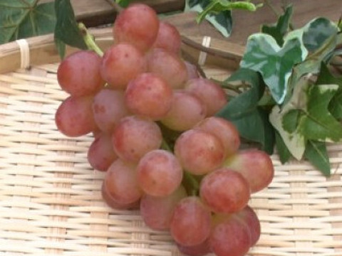 「牧丘天空の丘　ヌーベルローズ」 約1kg(2～3房) 10月1日～発送