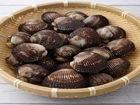 活　赤貝　殻付き 1kg (約7-13個)
