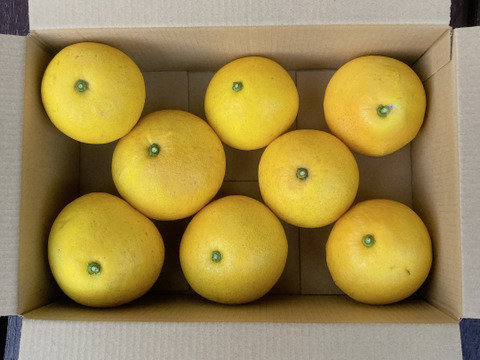湘南育ちの美味しい文旦 3kg(8個程度)【化学肥料不使用・農薬使用30％未満】