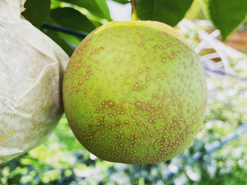 激甘！激うま！梨の甘味王【甘太】