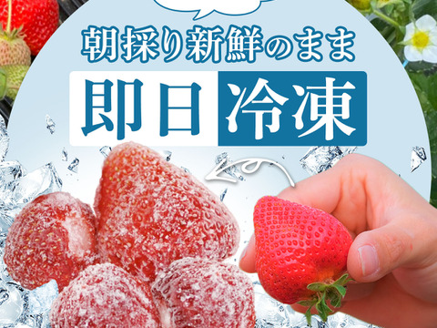 【冷凍いちご】あまおう いちご たっぷり5㎏