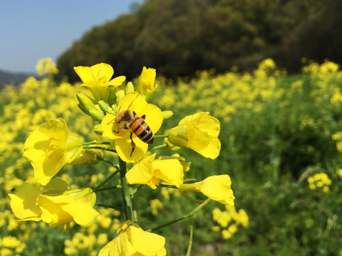 国産生はちみつ【菜の花・桜】170g
