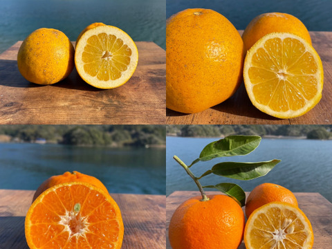 【柑橘食べ比べ】天草の宝石箱！栽培期間中農薬不使用 4種の柑橘セット　箱込み4kg　（河内晩柑、紅河内晩柑、橙、ポンカン）