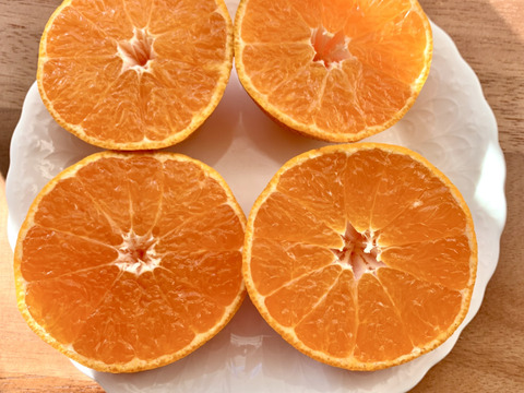 熊本発農薬不使用🍊  5kg 宮川.原口早生　サイズフリー『朝市限定』（約35個前後入）