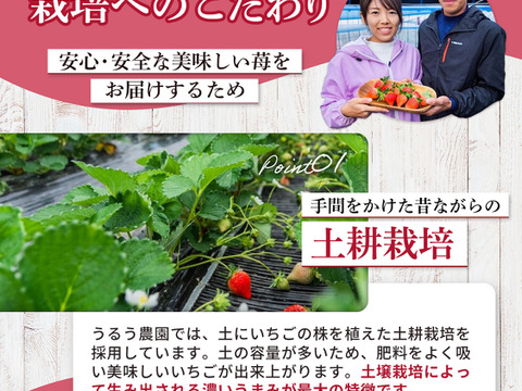 久留米生まれ！【恋みのり】サイズ色々 270g×4パック