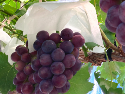 【厳選ギフト】果汁あふれる！皮ごと食べられる黒ぶどう　泉州パープル厳選2房