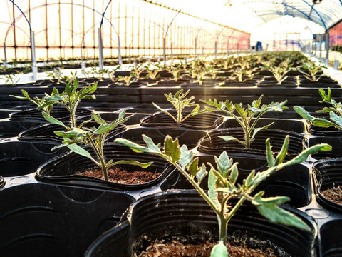 甘恋トマト ～濃厚ジューシー果汁～ 【1kg】