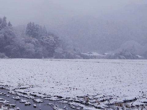 【米冠位】　立神米コシヒカリ　コンテスト受賞米