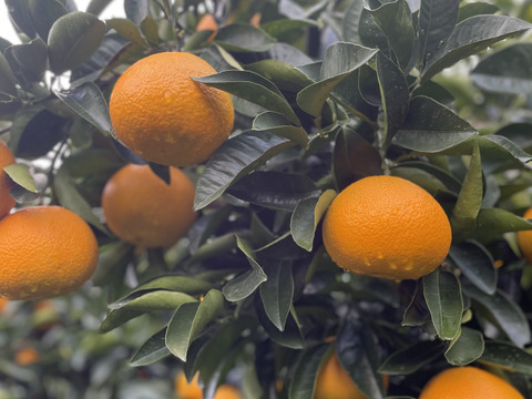 【送料500円引き】 はっさく🟡 & 紅はっさく🟠 食べ比べ2箱セット Lサイズ以上　各種8〜11玉入り 八朔　紅八朔