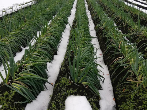 本場鳥取県名産 白ネギ3㌔