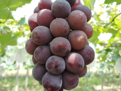 濃厚な味わいで是非一度は食べて欲しいぶどう「紫玉」2キロ(4〜5房)