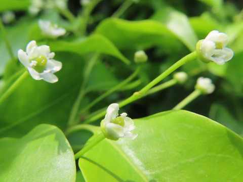 国産生はちみつ【ソヨゴ・リョウブ】500g