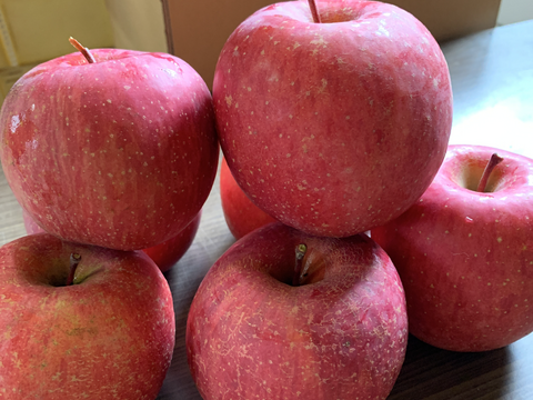 山形県産！早生ふじ！やたか！5キロ 家庭用