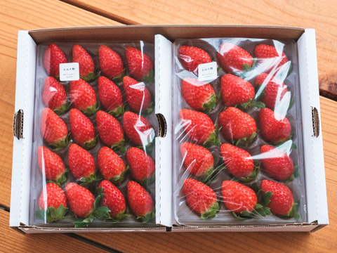 旬のいちご食べ比べ2P　お得なご家庭用！　230g×2p