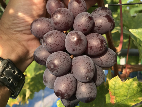 ブドウの宝石箱　4種食べ比べ『COLORS カラーズ』500g×1P　朝採り新鮮！夏の終わりのブドウ祭り 只今２０％増量サービス中！！