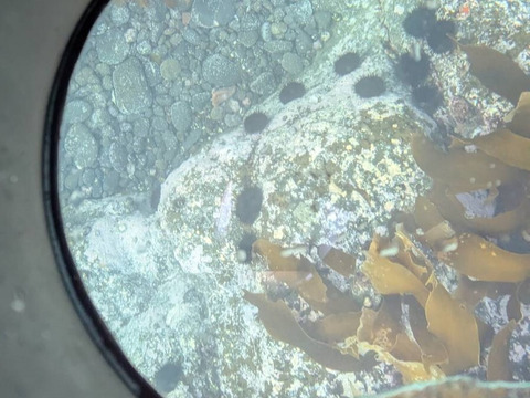 【浜仕込み】ウニ一夜漬け 60g 2本セット／3D冷凍