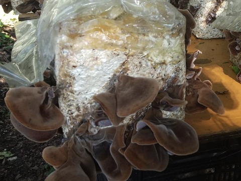 【夏季限定】朝採り新鮮！ぷりぷり国産生きくらげ（250g×3p）