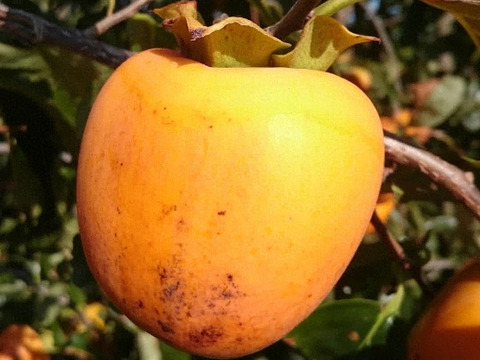 甲州名産　柔らか♪ころ柿　贈答箱（百目柿）