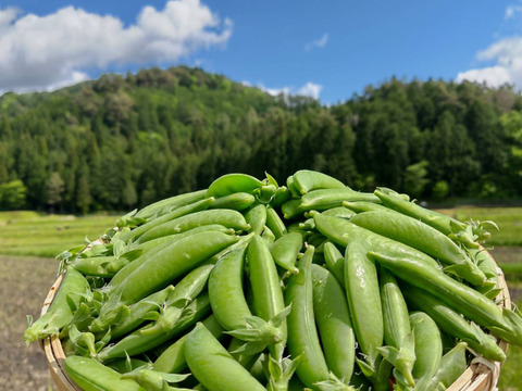 スナップエンドウ900g