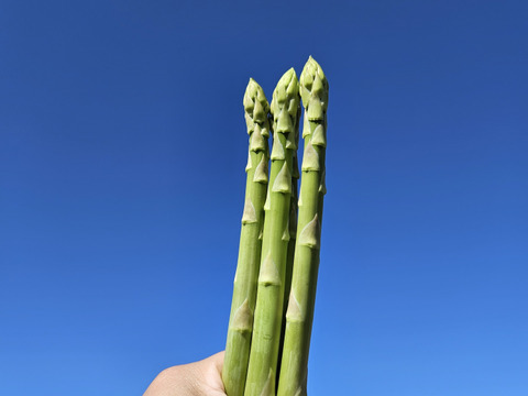 A-1グランプリ金賞【一番人気Lサイズ】「すっきりとした甘さの夏アスパラガス」1kg
ただ今期間限定増量中‼️