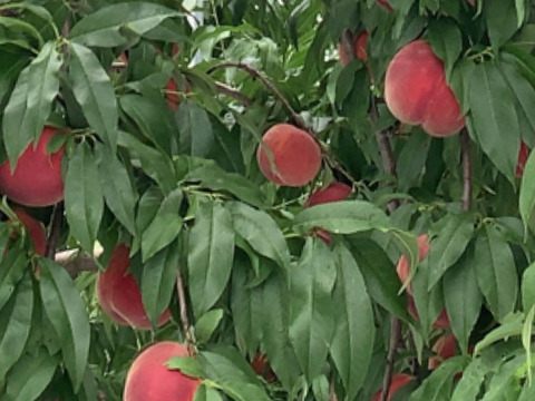 【限定お試し価格‼︎】品種お任せ‼︎6〜8玉‼︎あかつき、川中島、約1.5kg〜