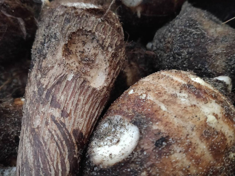 【訳あり】黄金里芋 女早生芋 宅急便 10kg さといも サトイモ 山芋