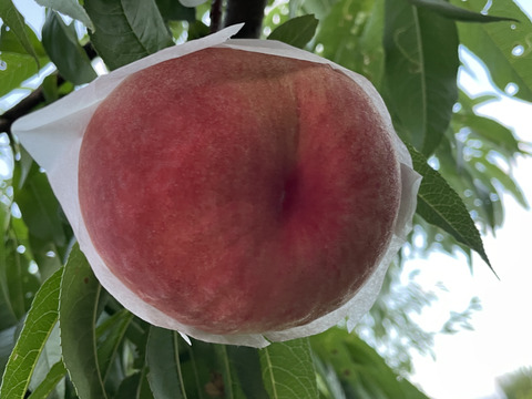 【桃の概念をぶっ壊す固さ】🍑おどろき 3キロ🍑【固すぎ桃】【バリバリ桃】【硬め】【もも】