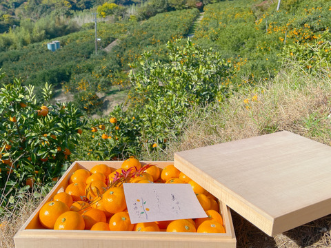 【贈答用・木箱】滑らかな舌触り！あふれる果汁！糖度だけでは測れない深い甘みとコク！匠の技が光る『頑固みかん』Mサイズ、5kg