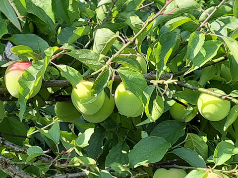 【南高梅】(2L)サイズ2㎏和歌山産「冷蔵便）