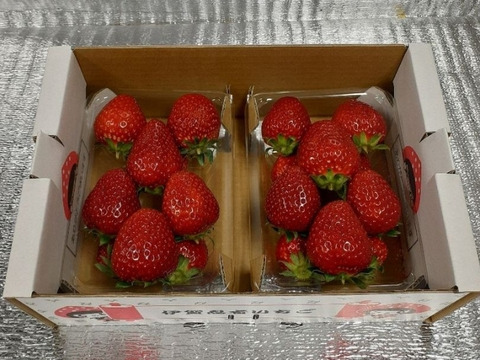 一箱 2パック 家庭用 いろいろなサイズ 『モカベリー』 完熟いちご 苺 果物