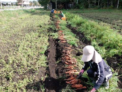 クセがなく、爽やかで飲みやすい!　八ヶ岳のにんじんジュース  180㎖✕６本