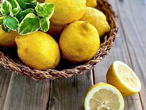 朝収穫　新鮮栽培期間中農薬不使用　9.8キロ　瀬戸内レモン　切った時の水分が違います。