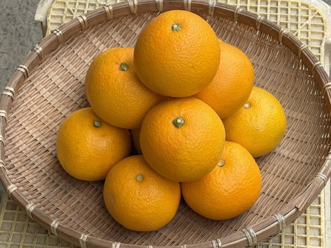 シャキプリッ♪和歌山の甘酸っぱい八朔 5kg