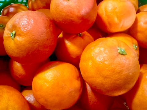 長期熟成 ブラッドオレンジ（タロッコ）小玉 5kg