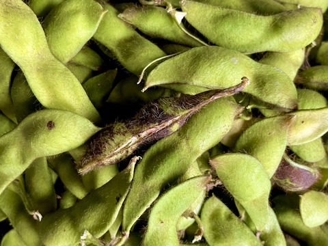 わけありB級品1kg…丹波篠山黒枝豆さや