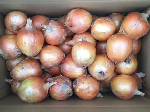 淡路島産タマネギ5kg
農薬・化学肥料・除草剤不使用