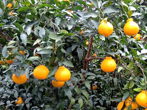 デコがポイント！不知火【家庭用 2.2～2.3kg】