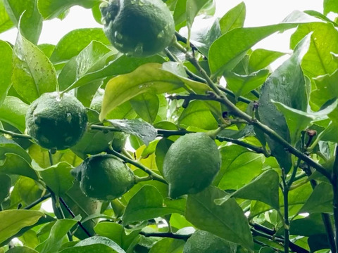 広島柑橘の名産地「大長」で栽培した国産レモン（1kg）