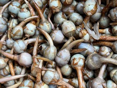 お買い得【能登野菜】神子原くわい(ミニ)2kg