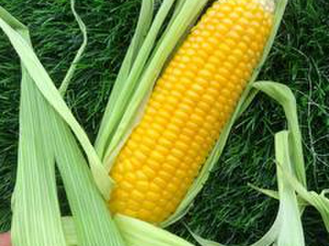 ”畑から採りたて発送”とうもろこし5本＆枝豆3袋（便利なレンチン袋）セット　本州の方限定