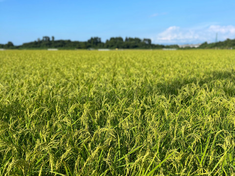 令和7年産【一等米】新潟県産従来品種コシヒカリ10kg